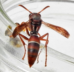 Polistes marginalis