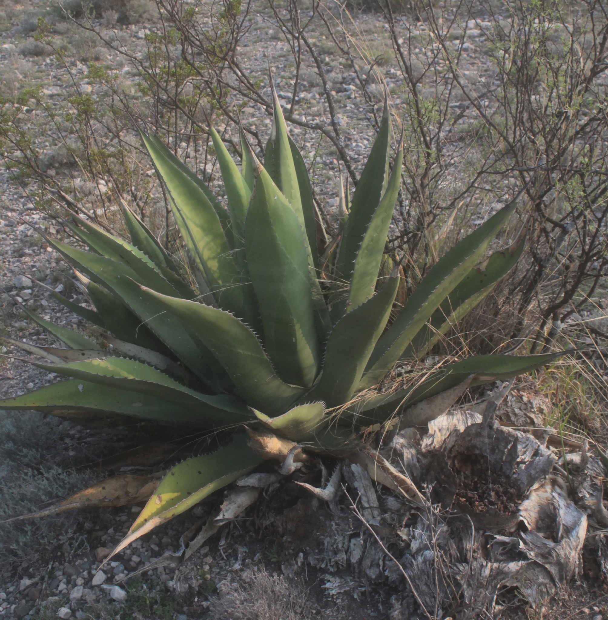 Agave asperrima