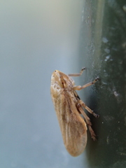 Philaenus spumarius