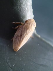 Philaenus spumarius