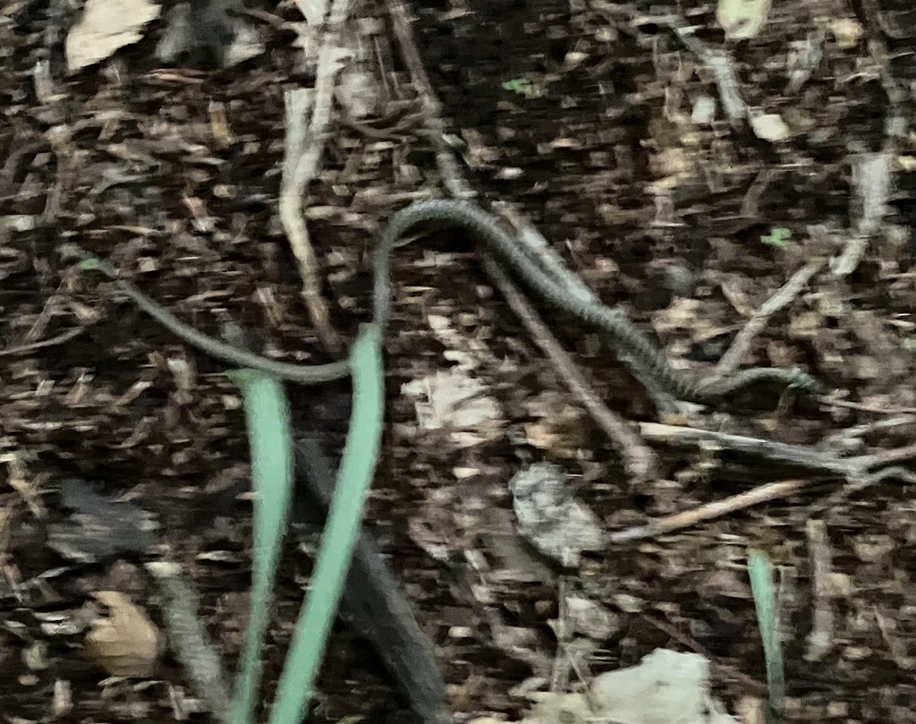 grass snake from Zall Bastar, Tirana, Tirana, AL on June 2, 2023 at 02