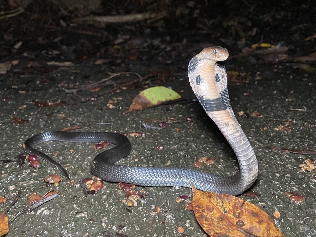 Chinese Cobra in June 2023 by alexericsonlee · iNaturalist