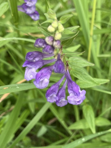 Scutellaria hastifolia (Scutellaria hastifolia)