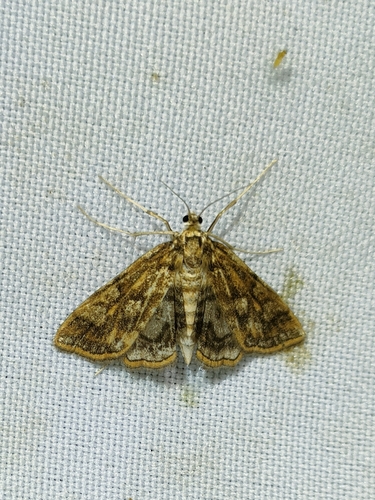 Elophila feili