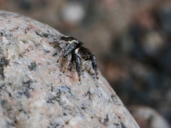 Pellenes geniculatus