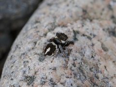 Pellenes geniculatus