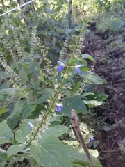 Salvia longispicata
