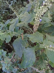 Salvia longispicata