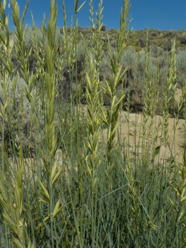 alkali wildrye (Leymus simplex)