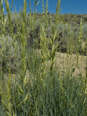 Leymus simplex