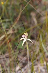 Caladenia versicolor