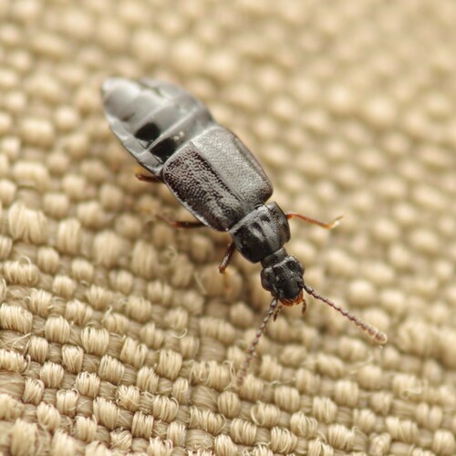 Omalium excavatum
