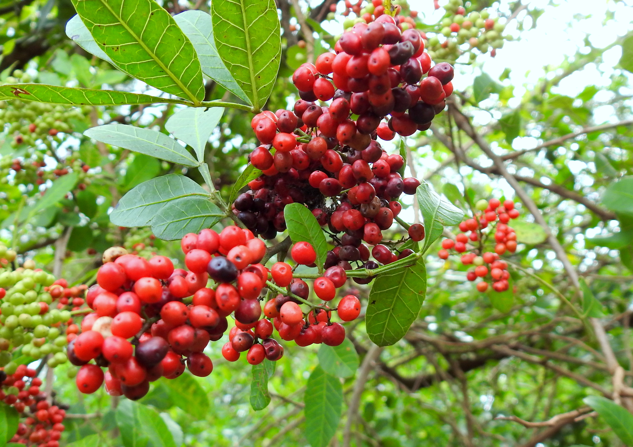 Schinus terebinthifolia