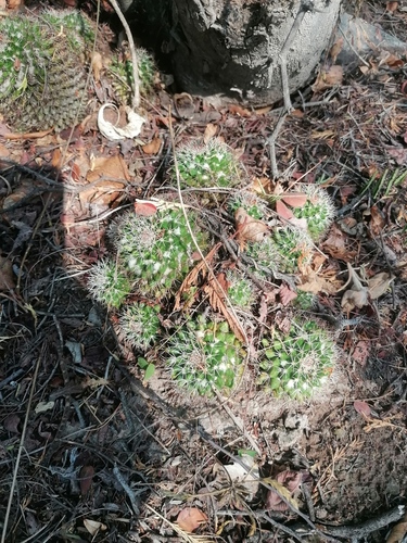 Mammillaria voburnensis