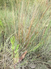Carex buchananii