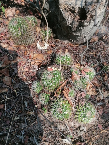 Mammillaria voburnensis