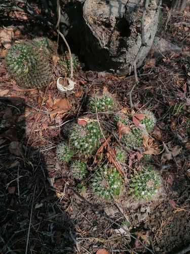 Mammillaria voburnensis