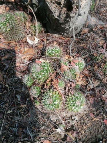 Mammillaria voburnensis