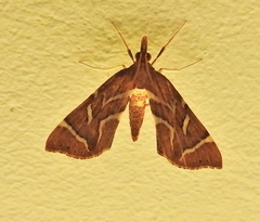 Panotima angularis