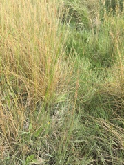 Carex flagellifera