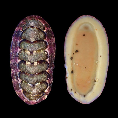 Onithochiton hirasei observed 2022-08-03