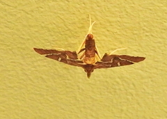 Panotima angularis