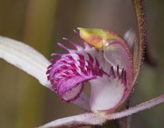 Caladenia versicolor