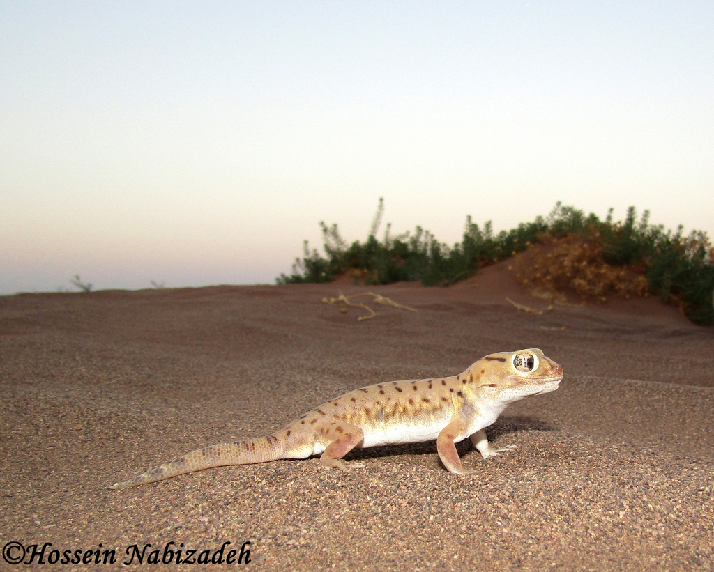 Teratoscincus sistanense
