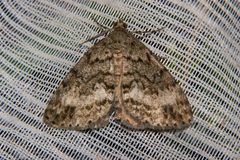 Pseudocoremia indistincta