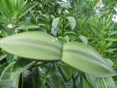 Cryptostegia