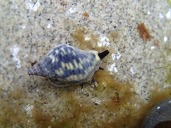 Cominella maculosa