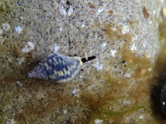 Cominella maculosa