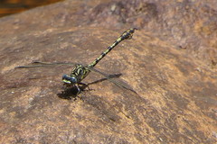 Paragomphus cognatus