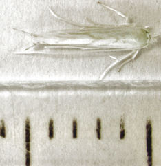 Stegommata sulfuratella