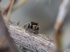 Pellenes geniculatus