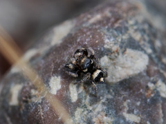 Pellenes geniculatus