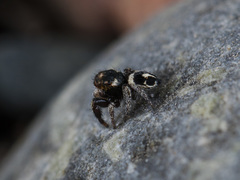 Pellenes geniculatus