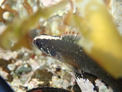 Acanthoclinus fuscus