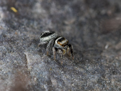 Pellenes geniculatus