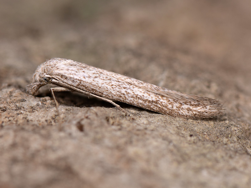 Pterolonche