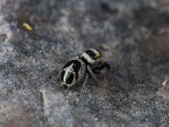 Pellenes geniculatus