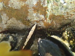 Acanthoclinus fuscus