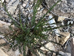 Polygala scoparioides