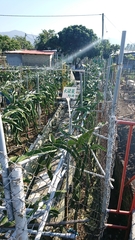 Selenicereus setaceus