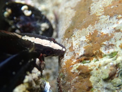 Acanthoclinus fuscus