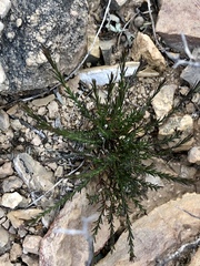 Polygala scoparioides