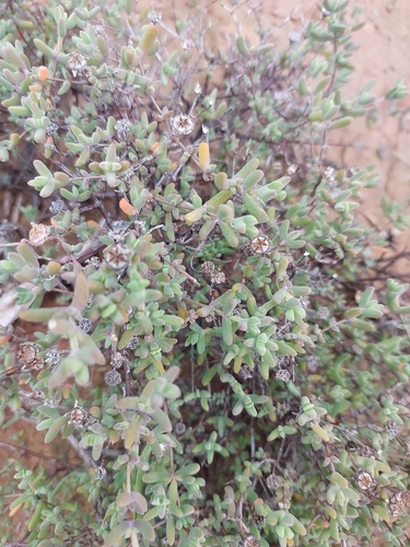 Large Dewfig (Drosanthemum subcompressum)