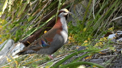 Phaps elegans