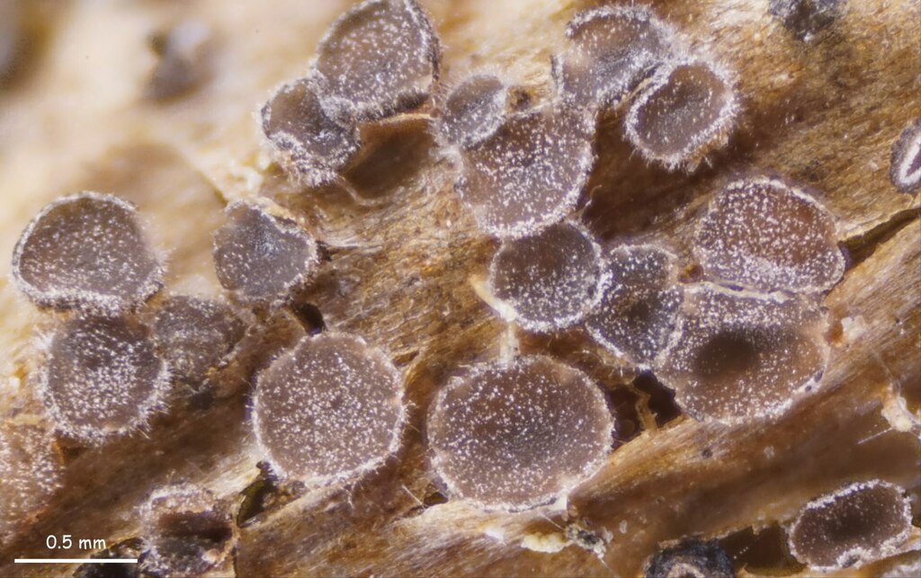 Tremella discicola
