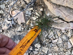 Polygala scoparioides